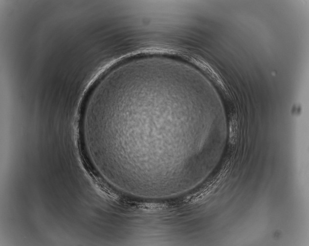 X0000100840436200806271116