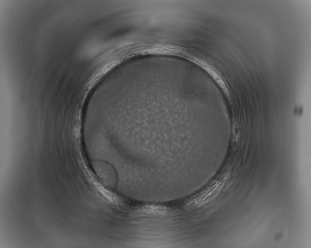 X0000100840437200806271116