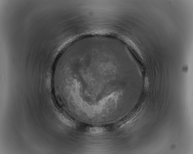 X0000100840444200806271116