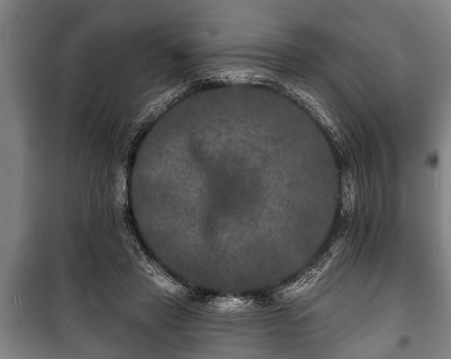 X0000100840453200806271116