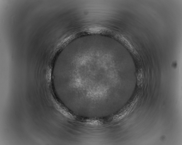 X0000100840454200806271116