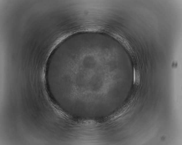 X0000100840483200806271116