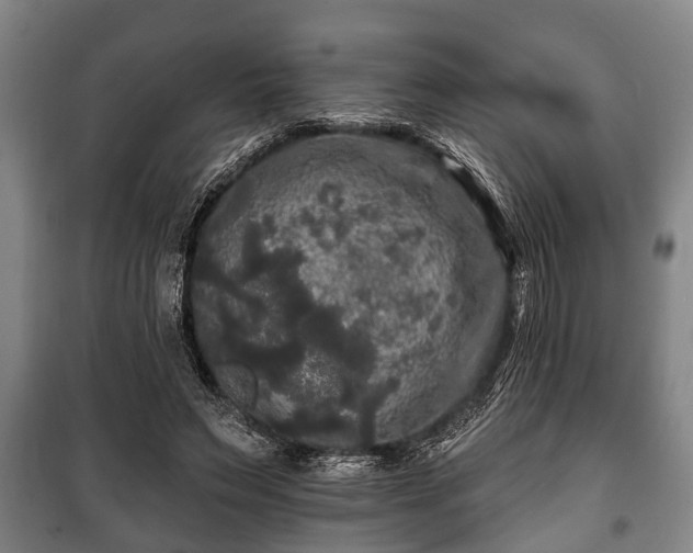 X0000100840495200806271116