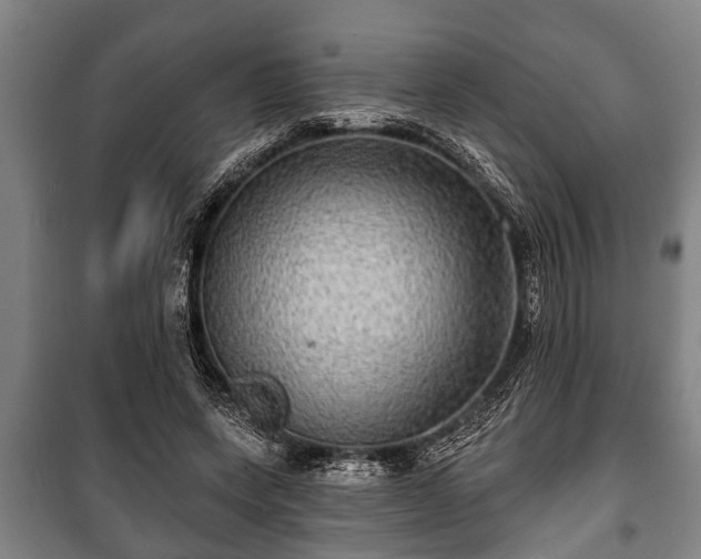 X0000100840543200806271115