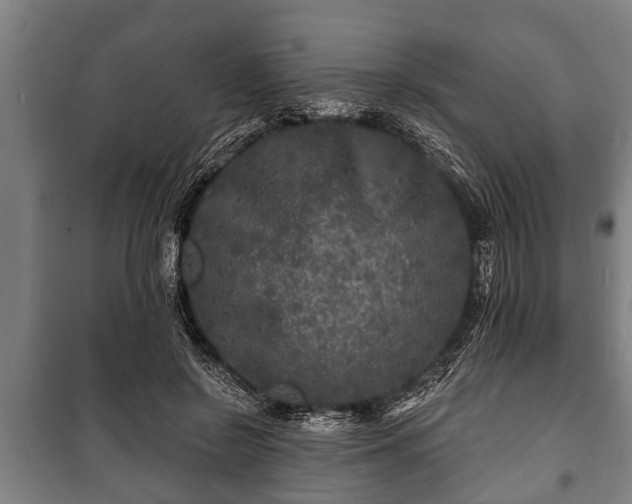 X0000100840550200806271115