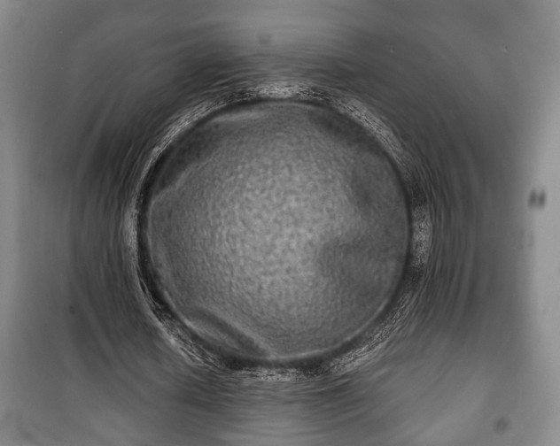 X0000100840626200806271113