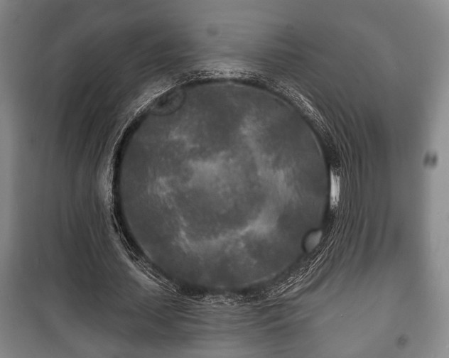 X0000100840627200806271113