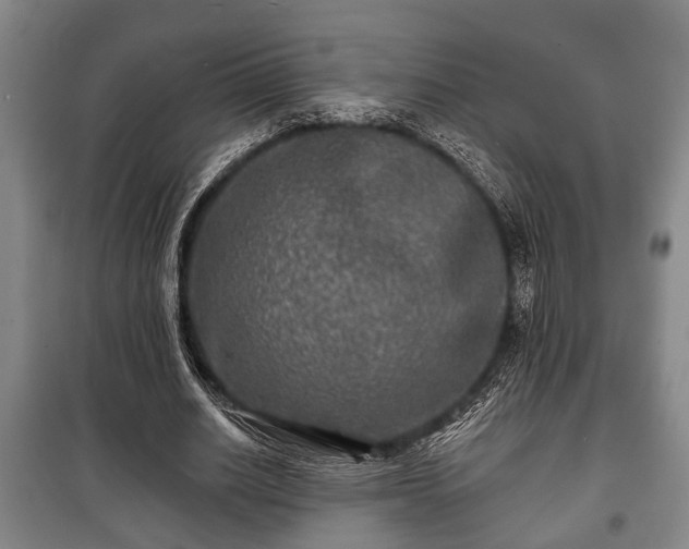 X0000100840630200806271113