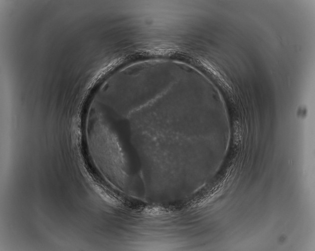 X0000100840634200806271113