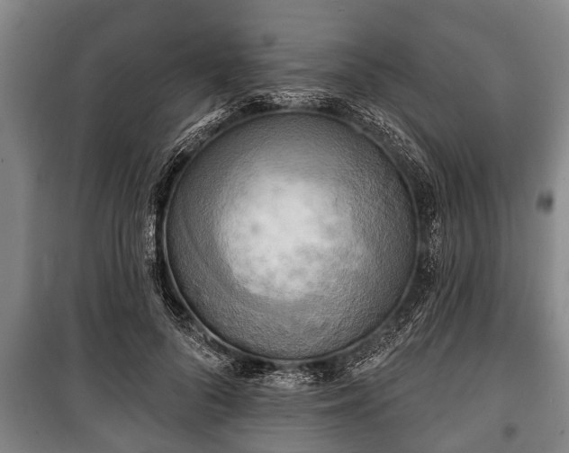 X0000100840696200806271113