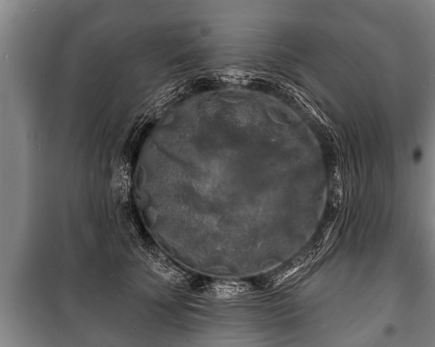 X0000100840707200806271112