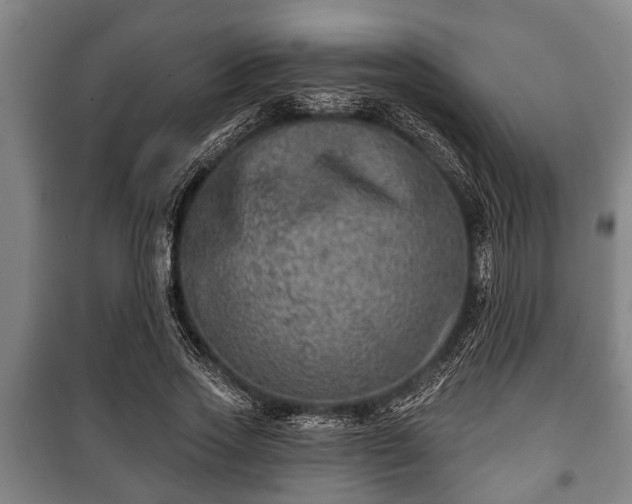 X0000100840733200806271112