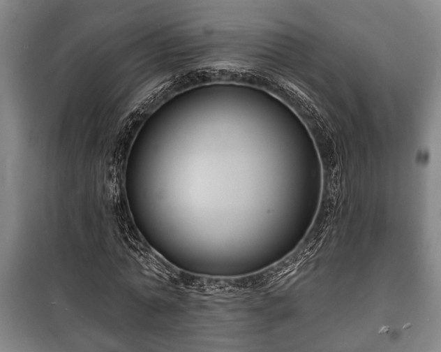 X0000100840774200806271111