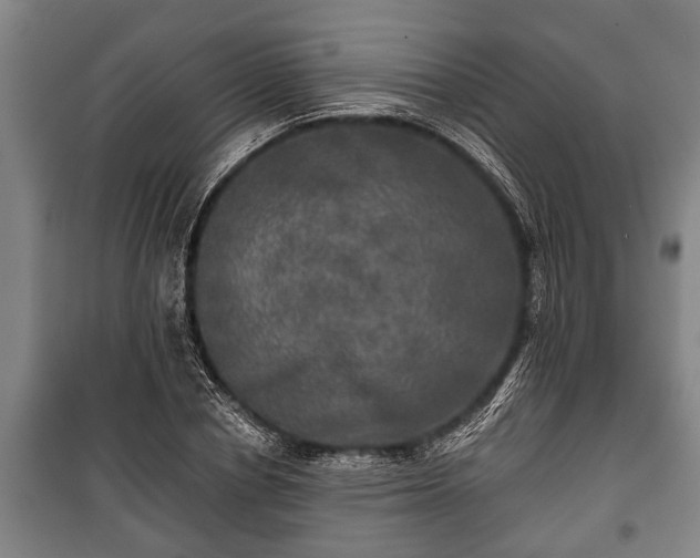 X0000100840834200806271110