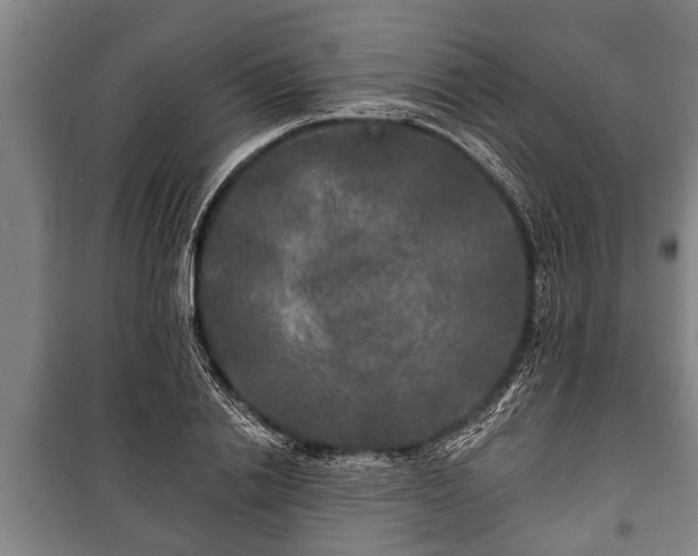 X0000100840838200806271110