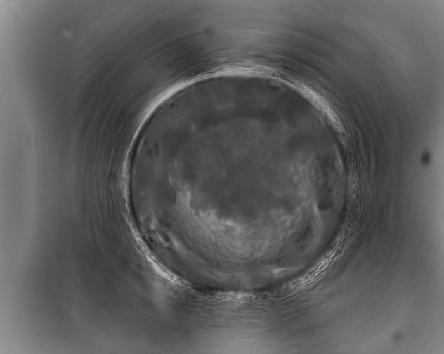 X0000100840854200806271111