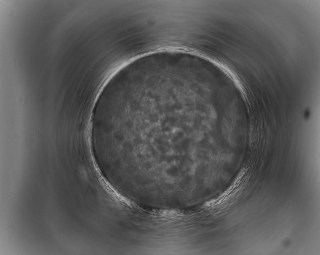 X0000100840903200806271109