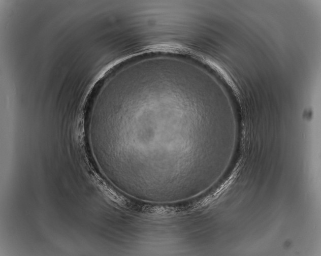 X0000100840923200806271109