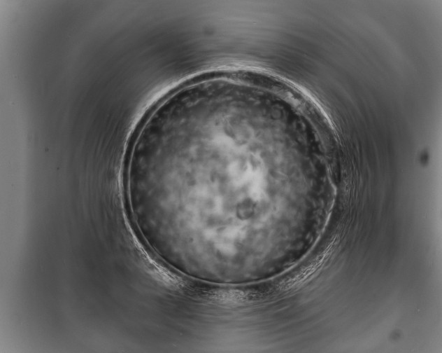 X0000100840943200806271109