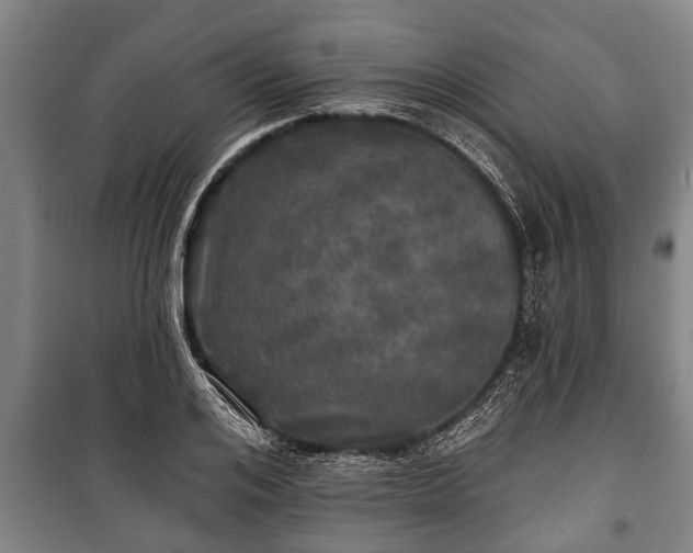 X0000100840984200806271108