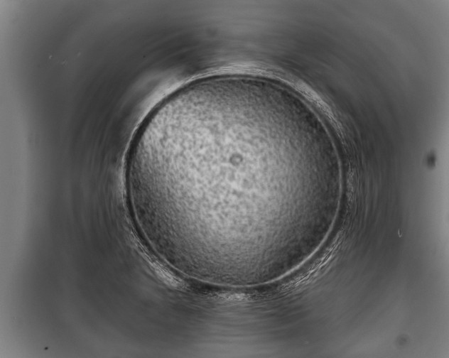 X0000100841230200806271105