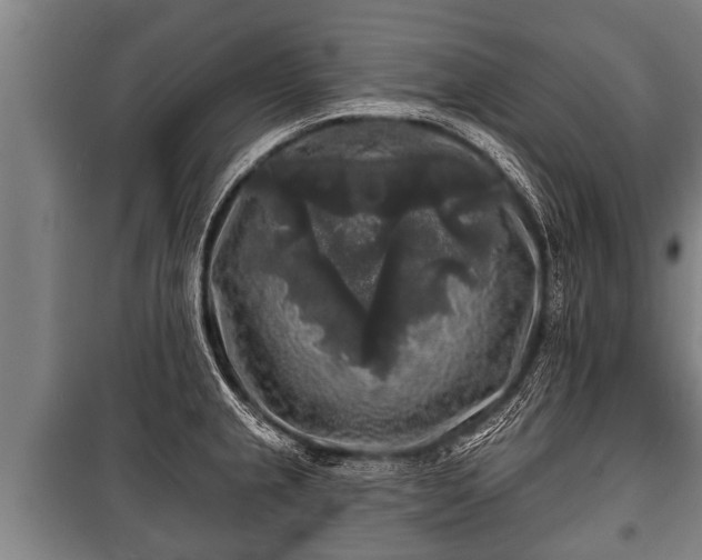 X0000100841237200806271105