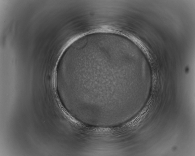 X0000100841238200806271105