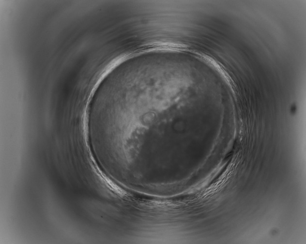 X0000100841243200806271105