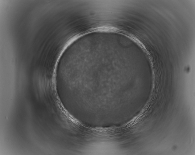 X0000100841248200806271105