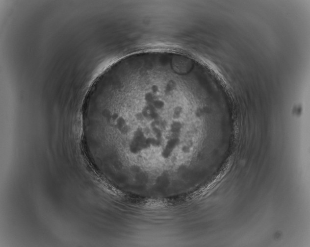 X0000100841267200806271104