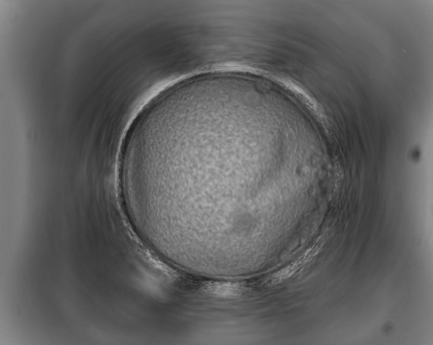 X0000100841278200806271104