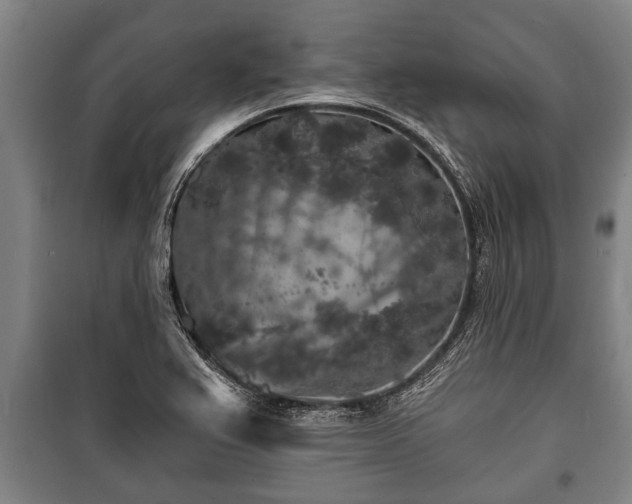 X0000100841367200806271102