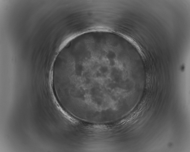 X0000100841383200806271102