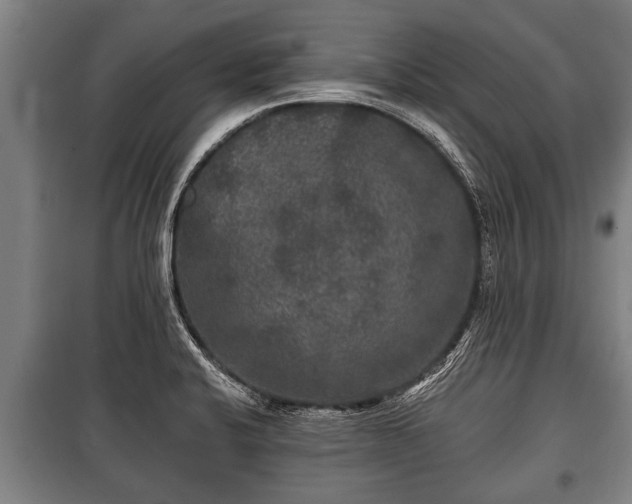 X0000100841424200806271101