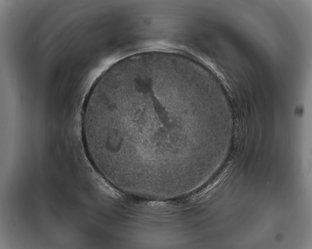 X0000100841463200806271101