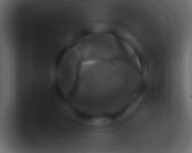 X0000100840367200807070938