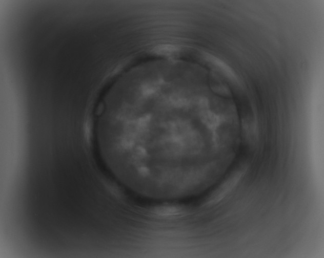 X0000100840404200807070937