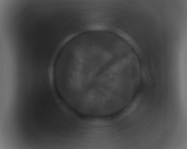 X0000100840434200807070936