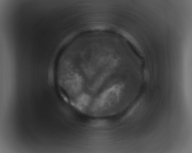 X0000100840444200807070936