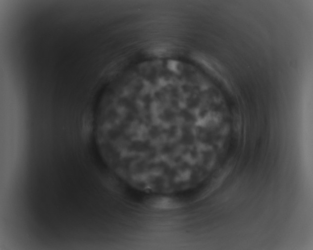 X0000100840507200807070936