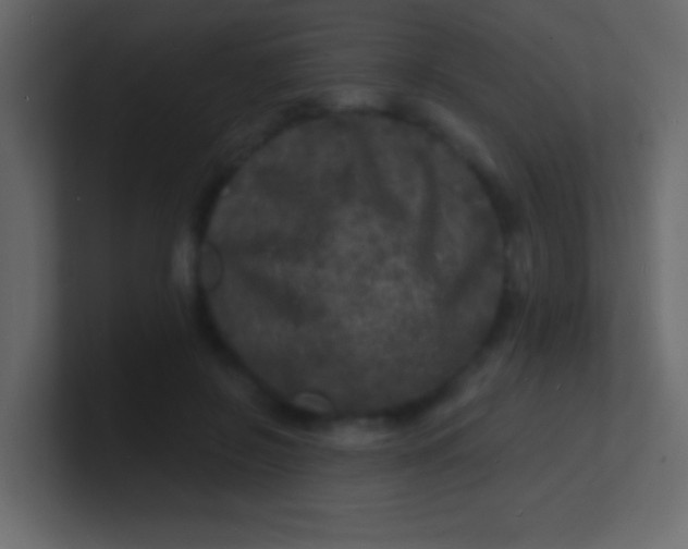 X0000100840550200807070935