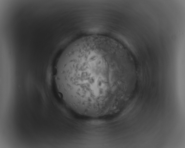 X0000100840590200807070935