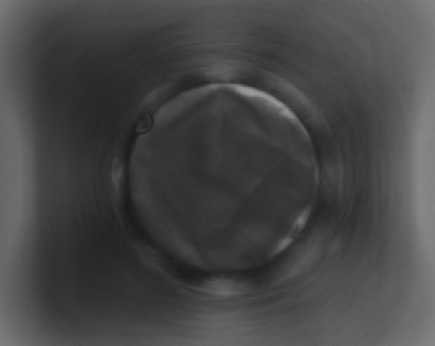 X0000100840596200807070935