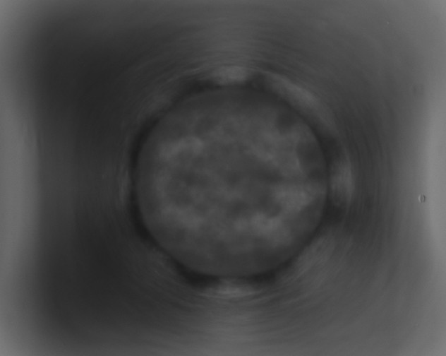 X0000100840608200807070934