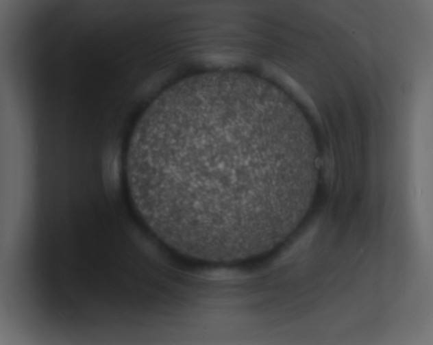 X0000100840637200807070934