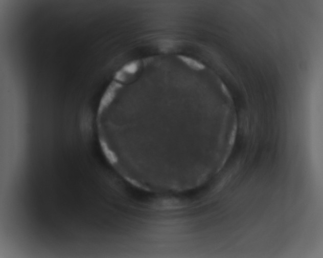 X0000100840650200807070934