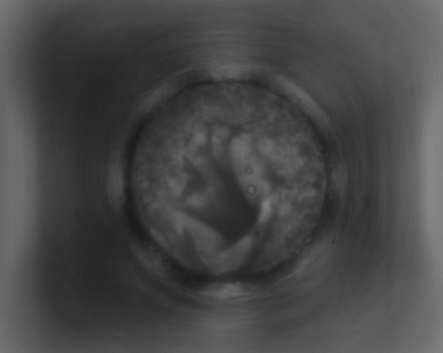 X0000100840687200807070933