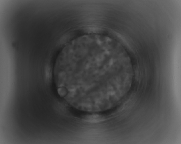 X0000100840695200807070933