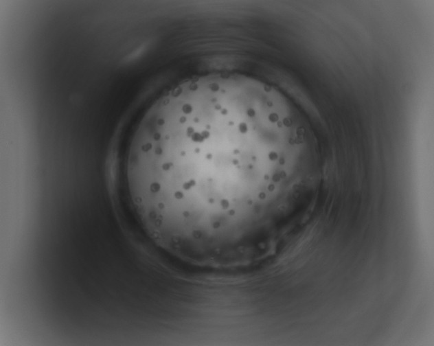 X0000100840722200807070932