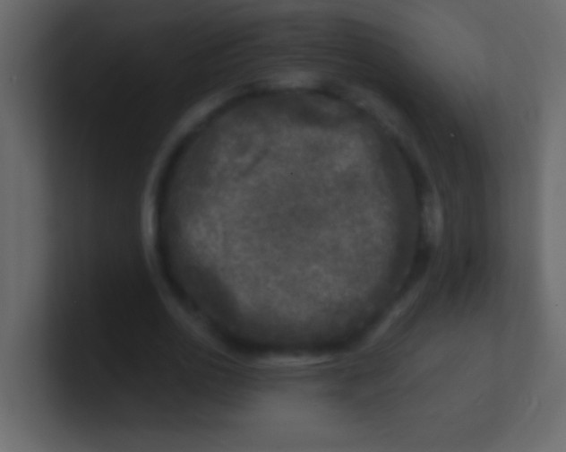 X0000100840726200807070932